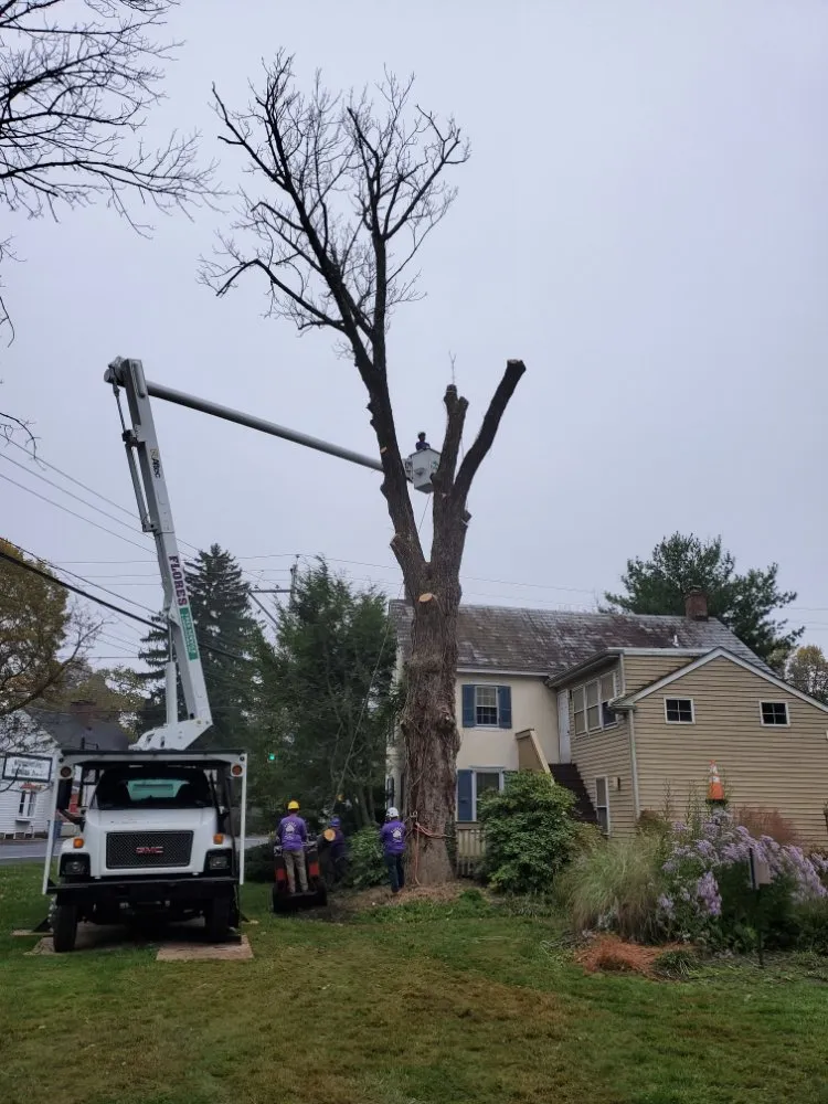 Custom residential landscaping in Warminster, PA - Flores Tree Services & Landscaping