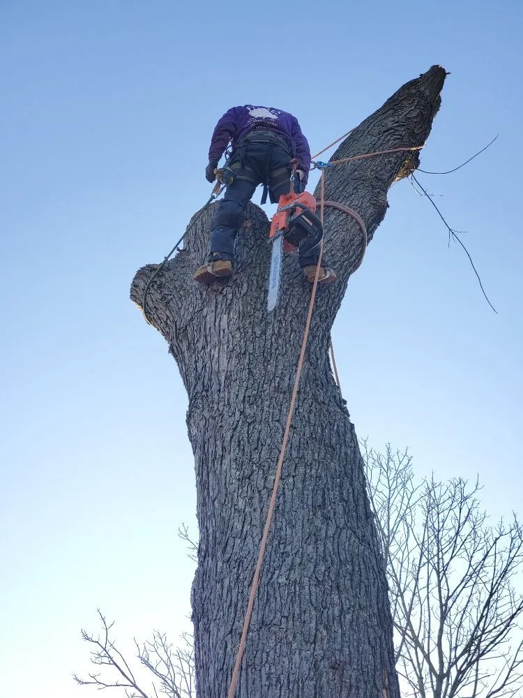 Top-rated yard maintenance in Warminster, PA by Flores Tree Services & Landscaping