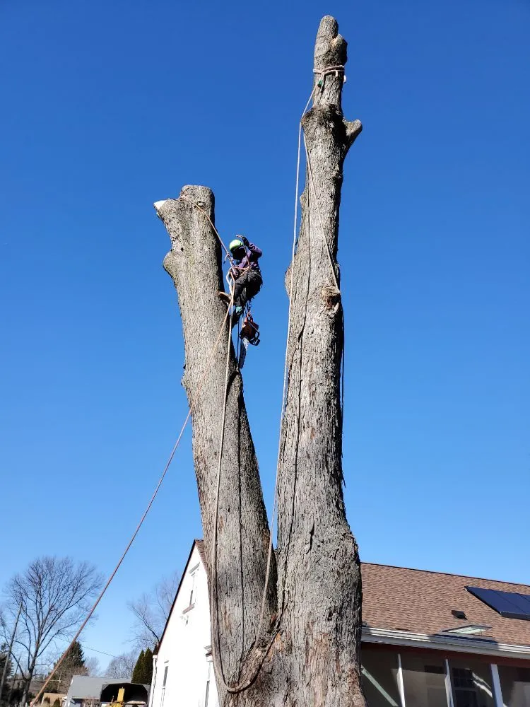 Custom yard cleanup service in Warminster, PA - Flores Tree Services & Landscaping