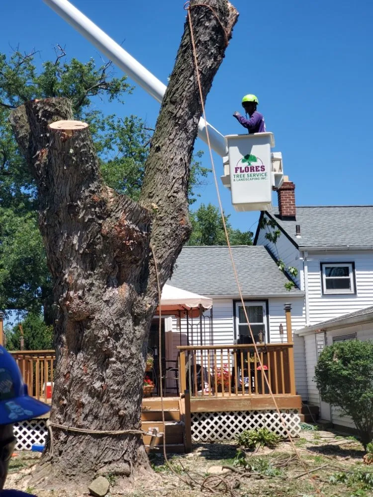 Expert outdoor landscaping in Warminster, PA by Flores Tree Services & Landscaping