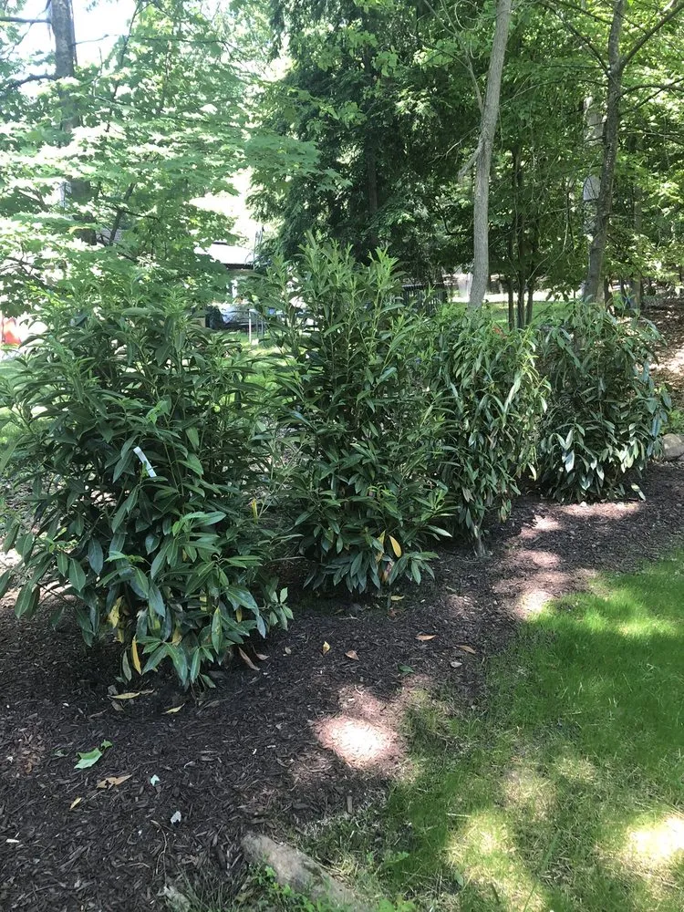 Affordable landscape design for outdoor upgrades across Cedar Knolls, NJ - Florez Landscaping and Tree Services