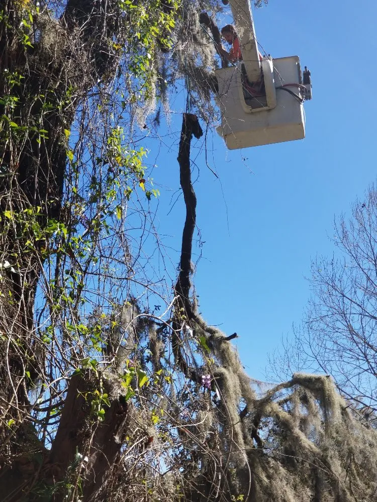 Reliable lawn care service in Hawthorne, FL by Florida All Outdoor Services