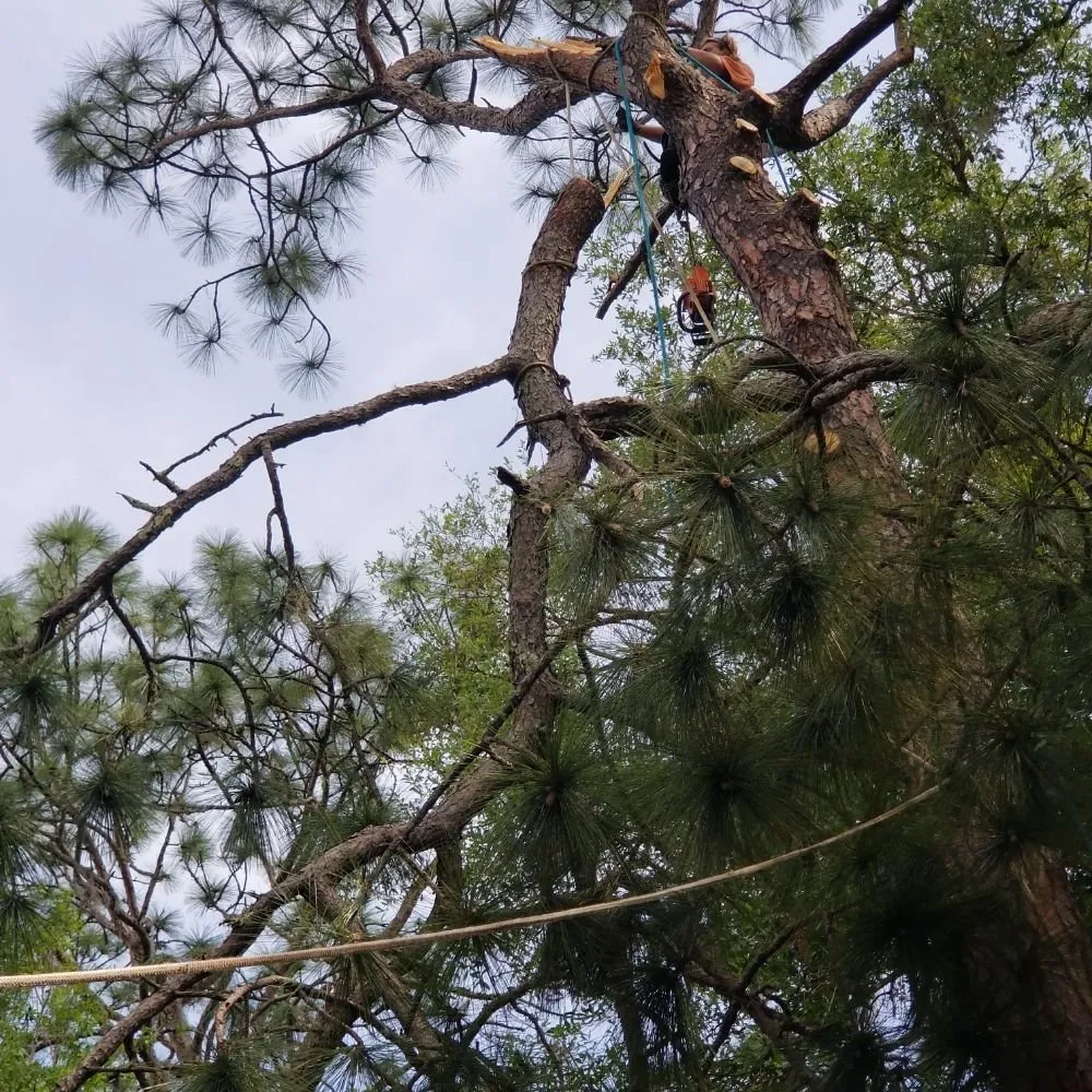 Top-rated yard maintenance in Hawthorne, FL by Florida All Outdoor Services