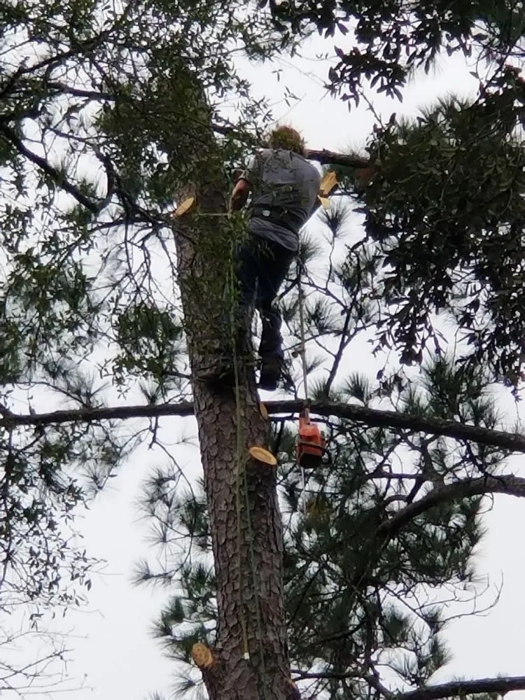 Reliable landscaping services experts serving Hawthorne, FL - Florida All Outdoor Services