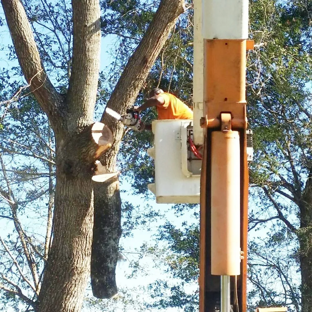 Trusted landscaping services for year-round maintenance across Hawthorne, FL - Florida All Outdoor Services