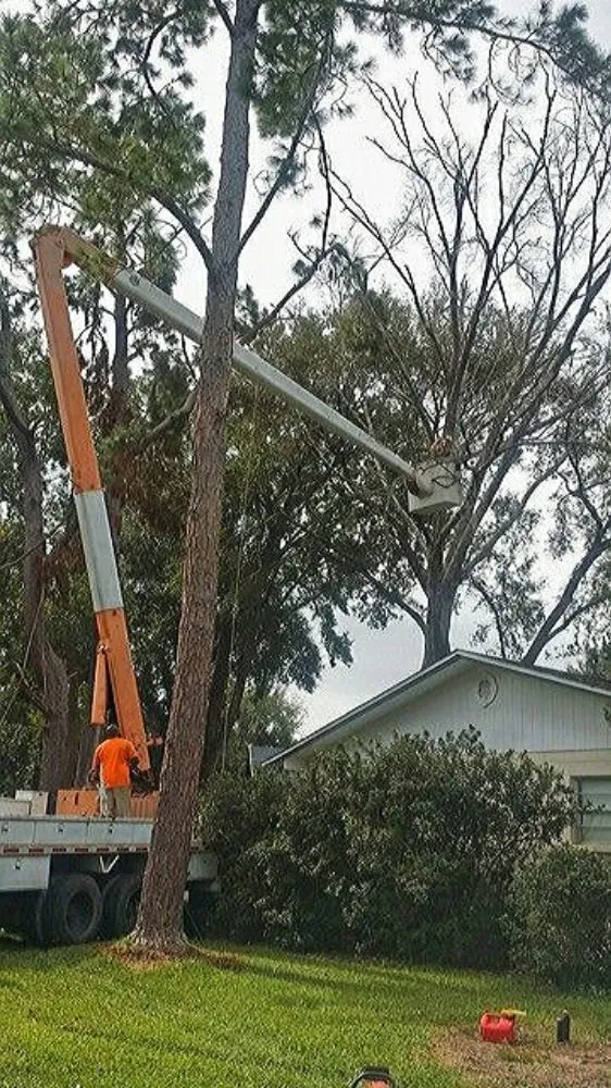 Trusted yard cleanup service experts serving Hawthorne, FL - Florida All Outdoor Services