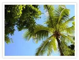 Professional lawn mowing service in Hawthorne, FL - Florida All Outdoor Services