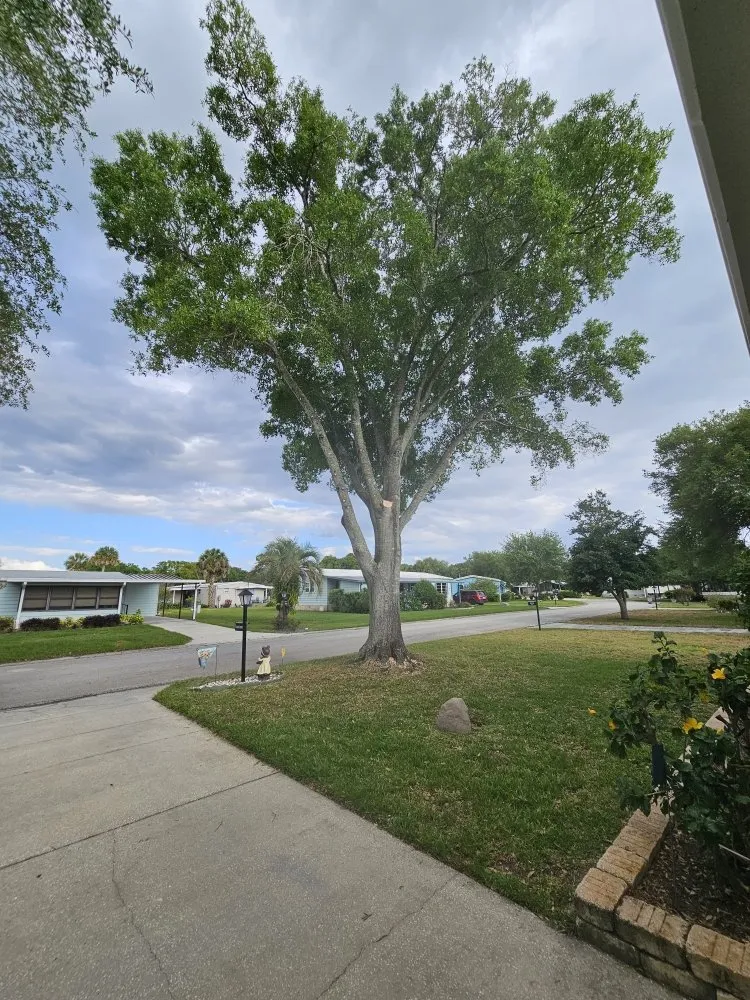 Reliable outdoor landscaping in Sorrento, FL by Florida Cut Above