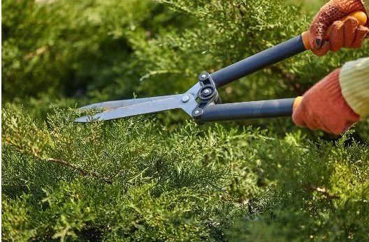 Expert garden landscaping for outdoor upgrades in Sorrento, FL by Florida Cut Above