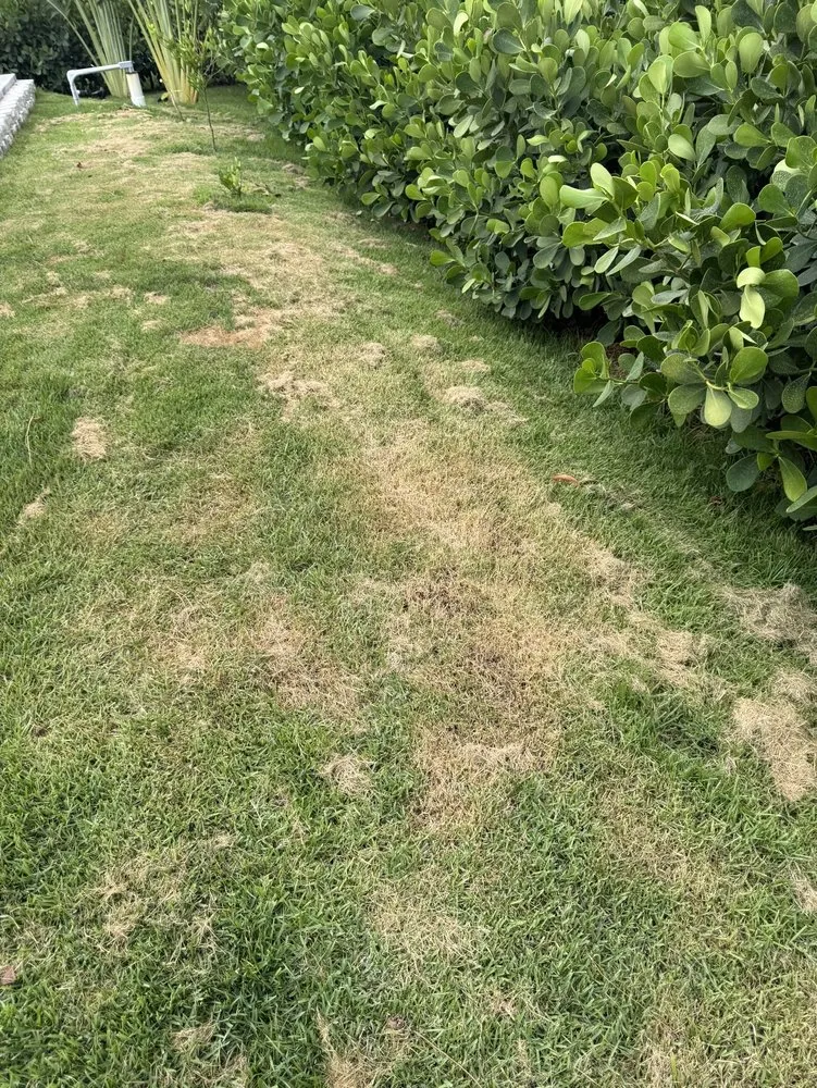 Expert lawn care service for residential properties in Fort Myers, FL by Florida Elite Lawn Care & Mobile Notary