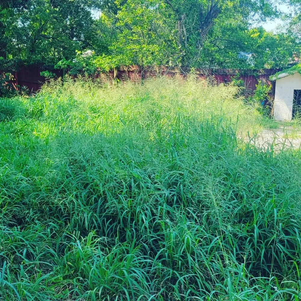 Professional lawn care service for beautiful yards across Orlando, FL - Florida Expert Lawn & Debris Removal Services