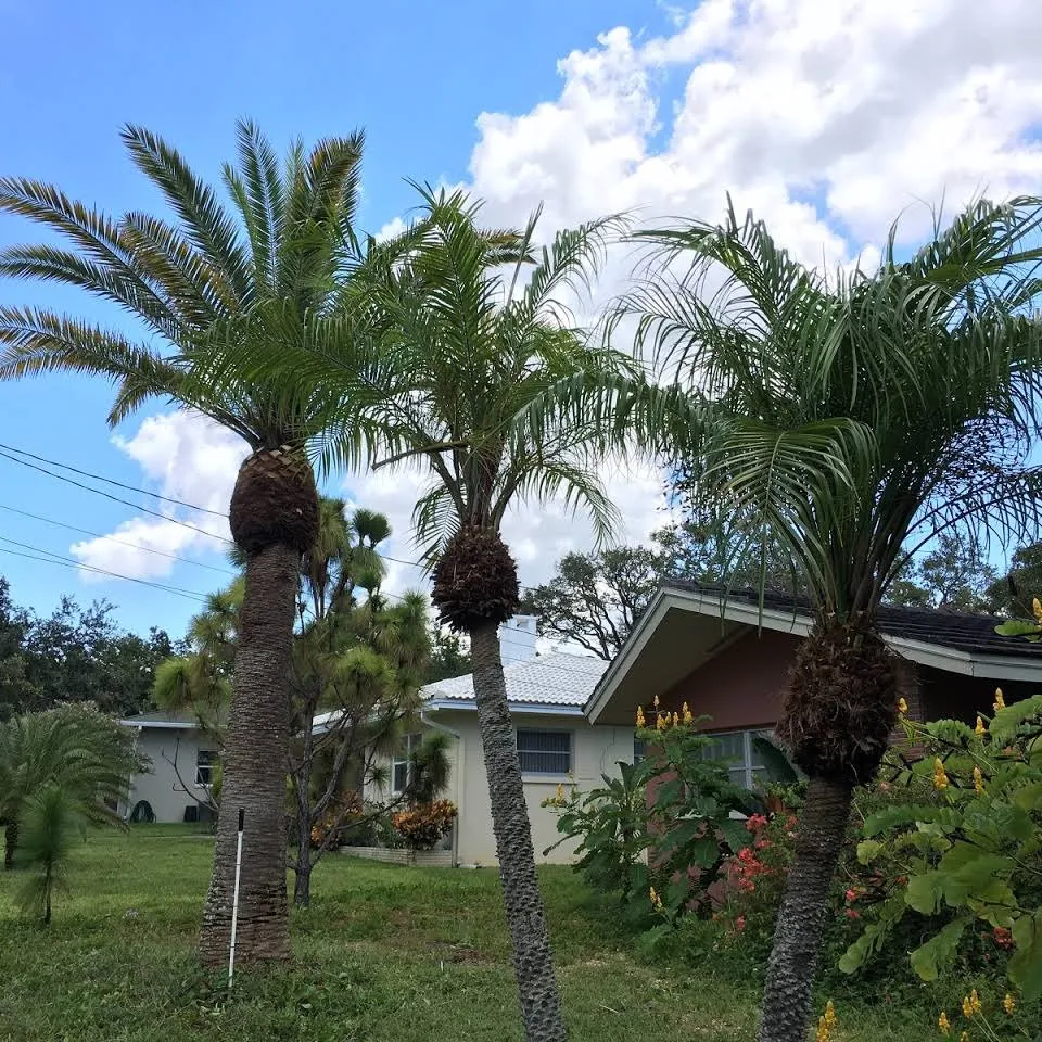 Custom landscape installation experts serving Belleair Bluffs, FL - Florida Green Care