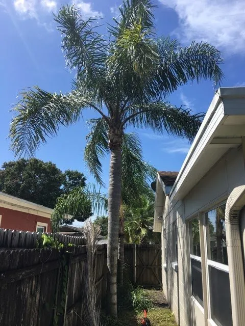 Professional landscaping services experts serving Belleair Bluffs, FL - Florida Green Care