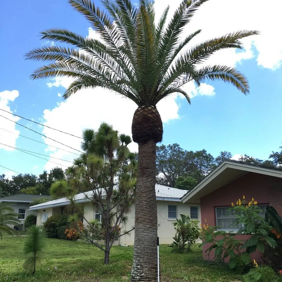 Local landscaping services in Belleair Bluffs, FL by Florida Green Care