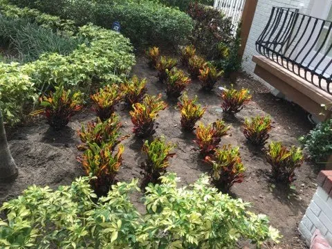 Reliable residential landscaping for homes across Belleair Bluffs, FL - Florida Green Care