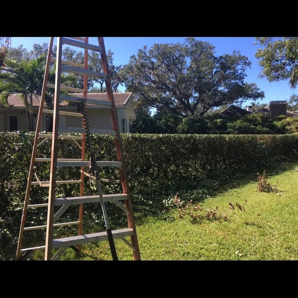 Reliable residential landscaping near you across Belleair Bluffs, FL - Florida Green Care