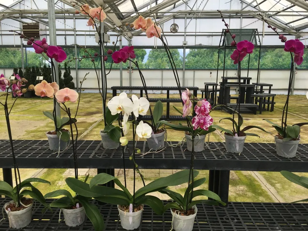 Professional residential landscaping with custom design across Mount Dora, FL - Florida Greenscapes Nursery