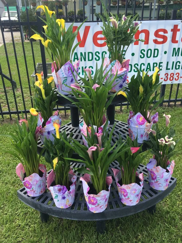 Reliable landscape design for homes across Mount Dora, FL - Florida Greenscapes Nursery