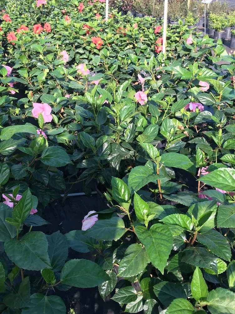 Professional yard cleanup service experts serving Mount Dora, FL - Florida Greenscapes Nursery