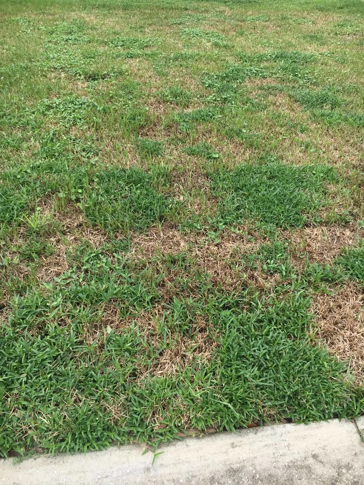 Affordable landscape design in Mount Dora, FL - Florida Greenscapes Nursery