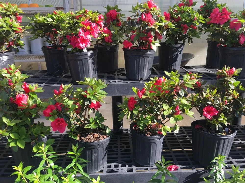 Professional landscape design in Mount Dora, FL - Florida Greenscapes Nursery