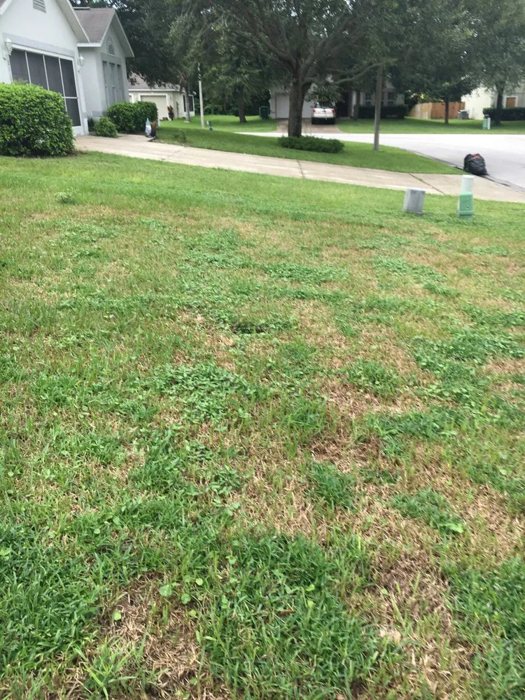 Reliable landscape installation for beautiful yards across Mount Dora, FL - Florida Greenscapes Nursery