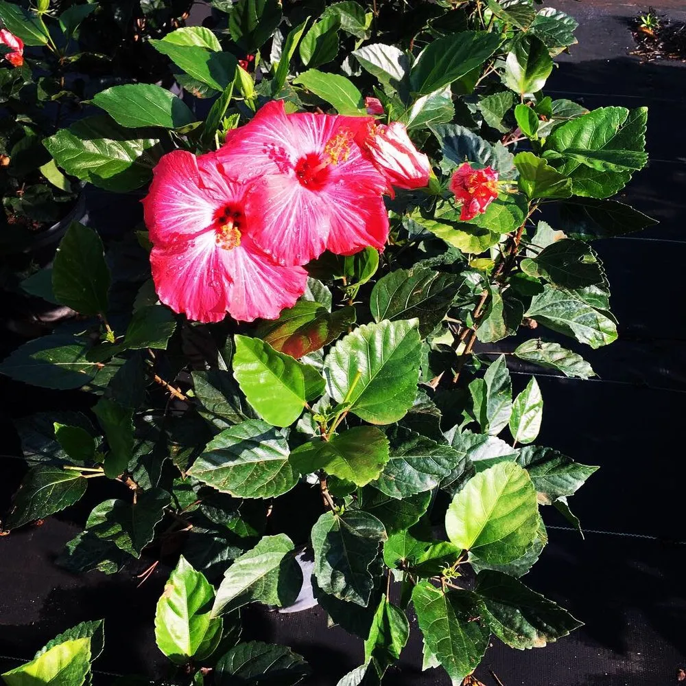 Reliable yard maintenance for residential properties in Mount Dora, FL by Florida Greenscapes Nursery