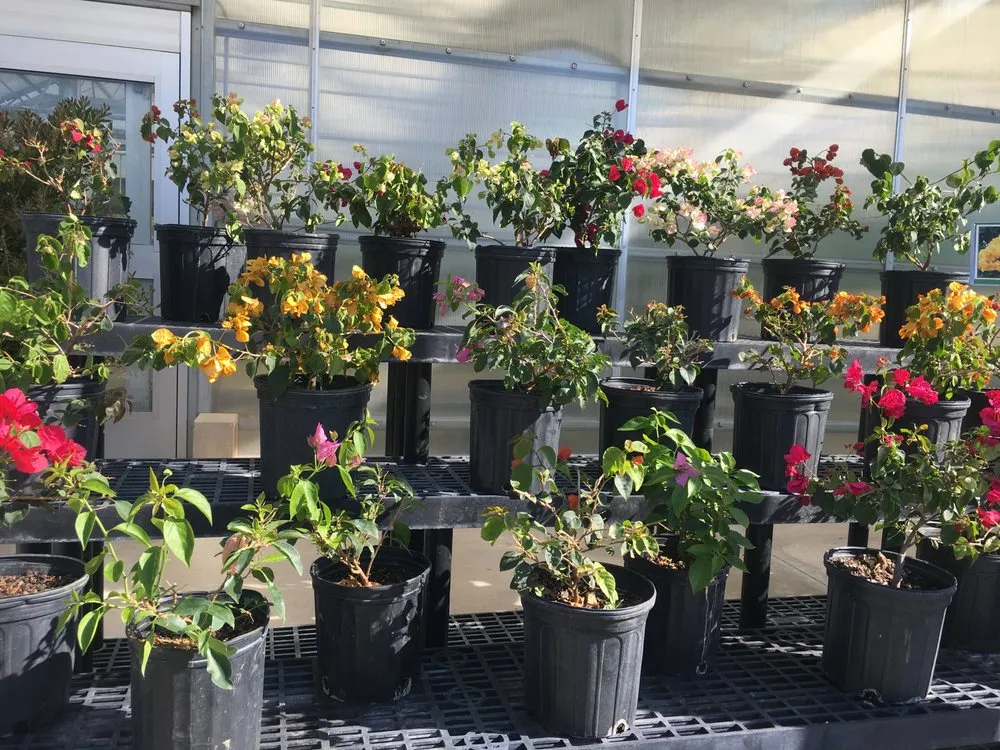 Trusted yard cleanup service for residential properties in Mount Dora, FL by Florida Greenscapes Nursery