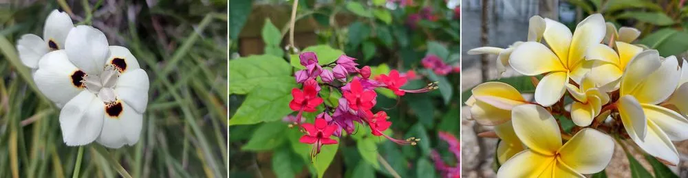 Professional lawn care service in Palm Bay, FL by Florida Ground Maintenance