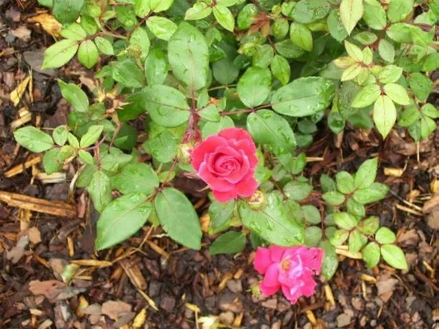 Expert yard maintenance for outdoor upgrades in Winter Garden, FL by Florida Landscape Professionals, Inc.