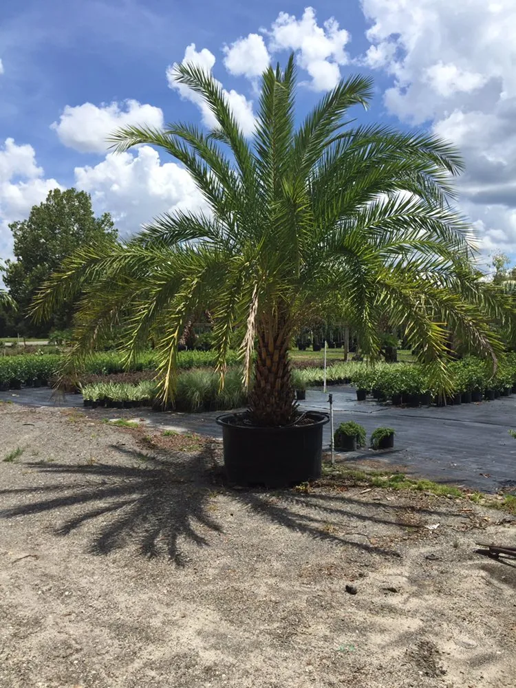 Reliable yard maintenance experts serving Clermont, FL - Florida Lawn Masters
