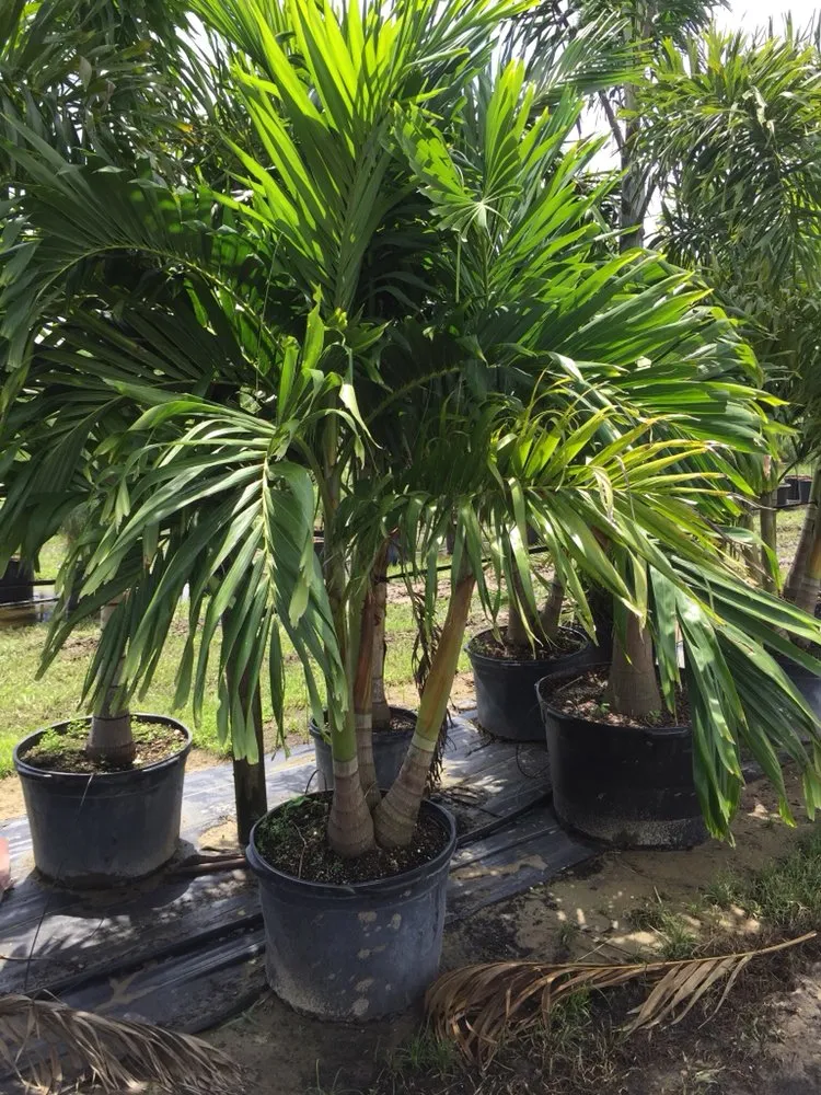 Local lawn mowing service in Clermont, FL - Florida Lawn Masters