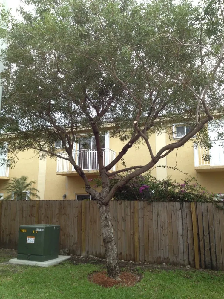 Professional lawn care service experts serving Miami, FL - Florida Lawn Service