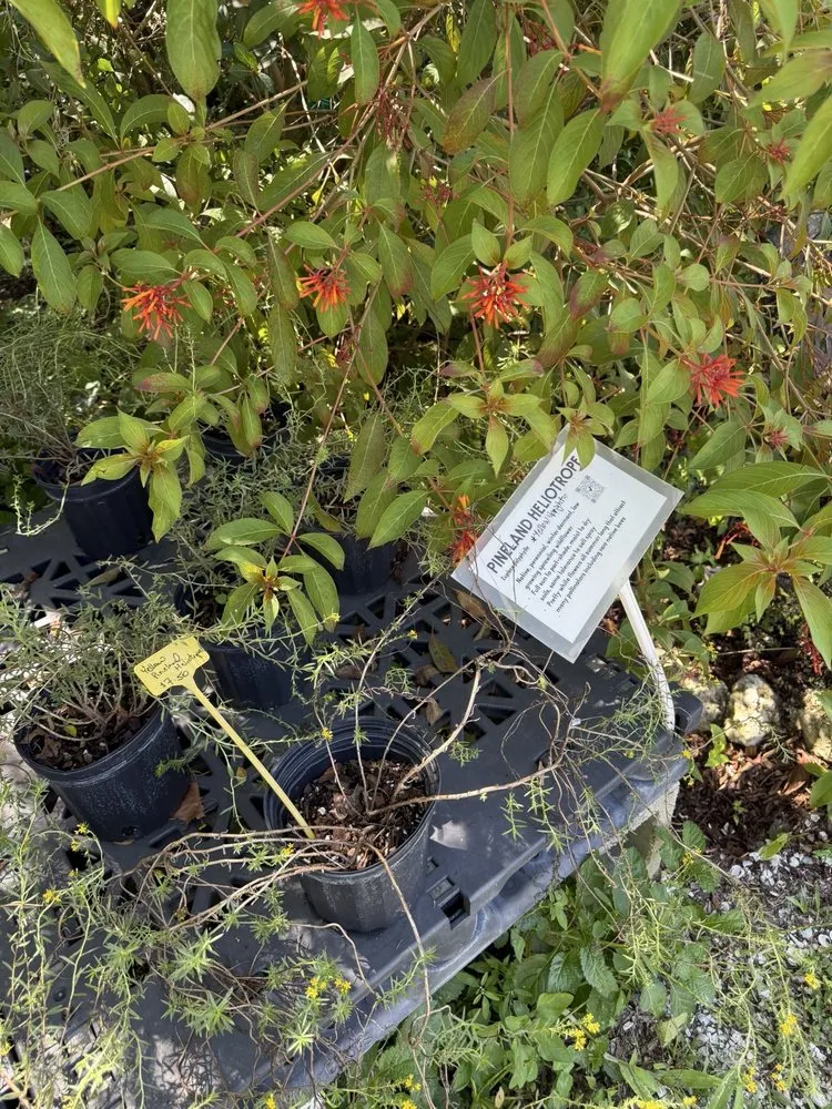 Expert outdoor landscaping for beautiful yards across Sarasota, FL - Florida Native Plants Nursery & Landscaping