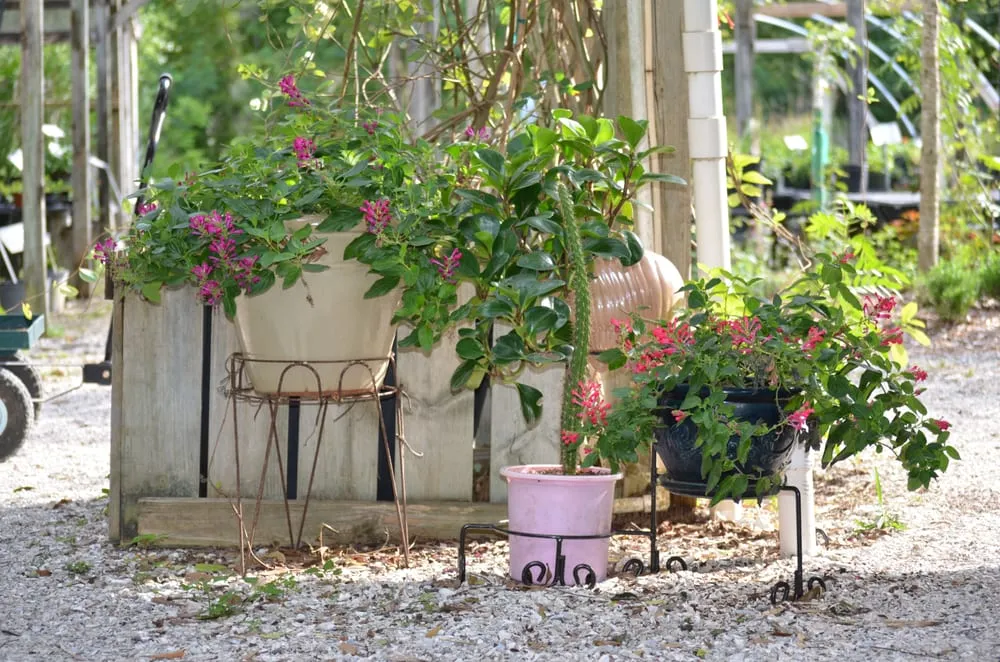 Reliable lawn care service in Sarasota, FL by Florida Native Plants Nursery & Landscaping