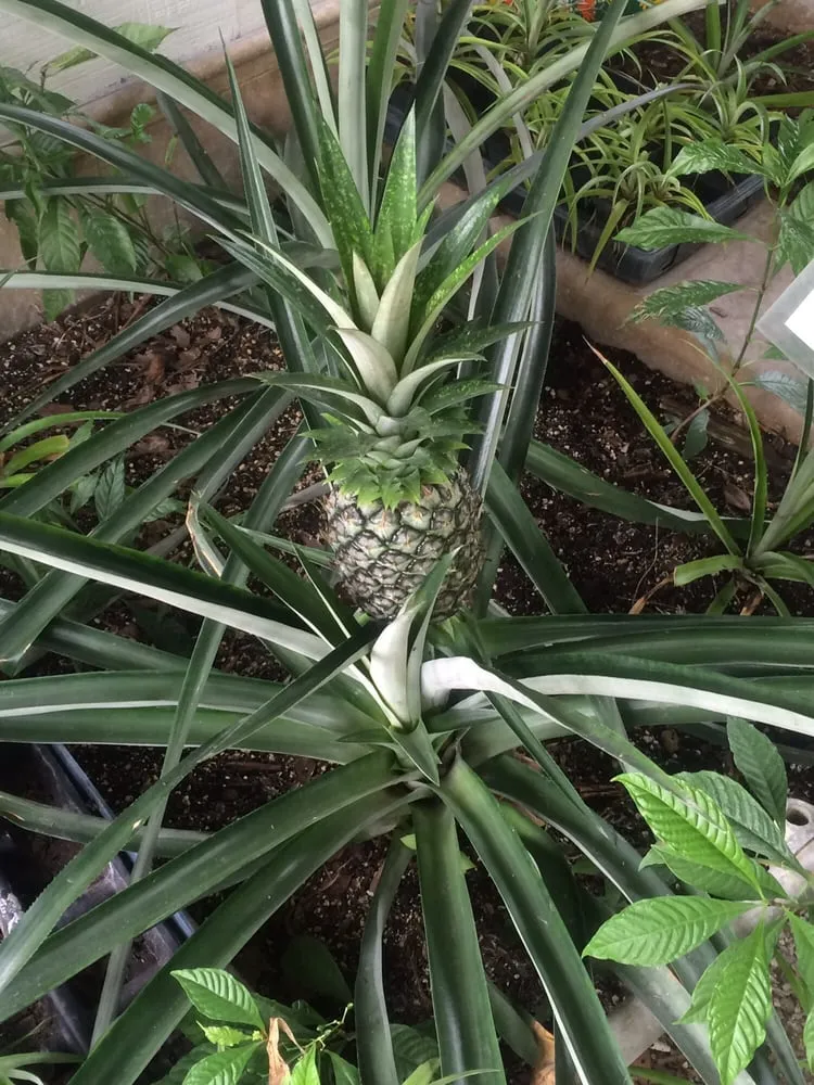 Top-rated yard maintenance in Sarasota, FL - Florida Native Plants Nursery & Landscaping