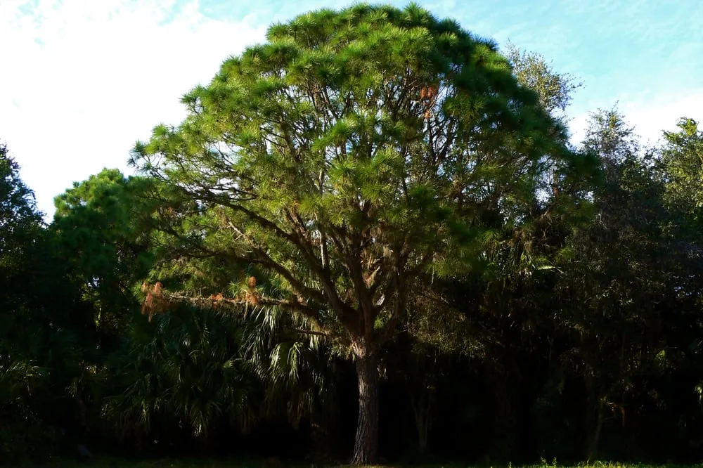 Reliable landscaping services for outdoor upgrades across Sarasota, FL - Florida Native Plants Nursery & Landscaping