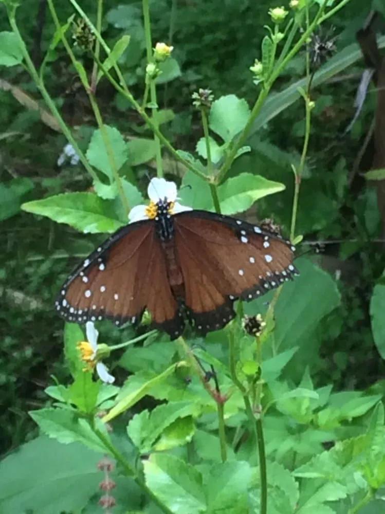 Trusted residential landscaping in Sarasota, FL by Florida Native Plants Nursery & Landscaping