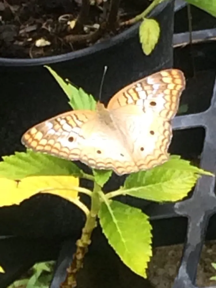 Reliable outdoor landscaping in Sarasota, FL - Florida Native Plants Nursery & Landscaping