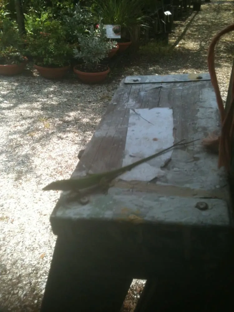 Affordable landscape installation experts serving Sarasota, FL - Florida Native Plants Nursery & Landscaping