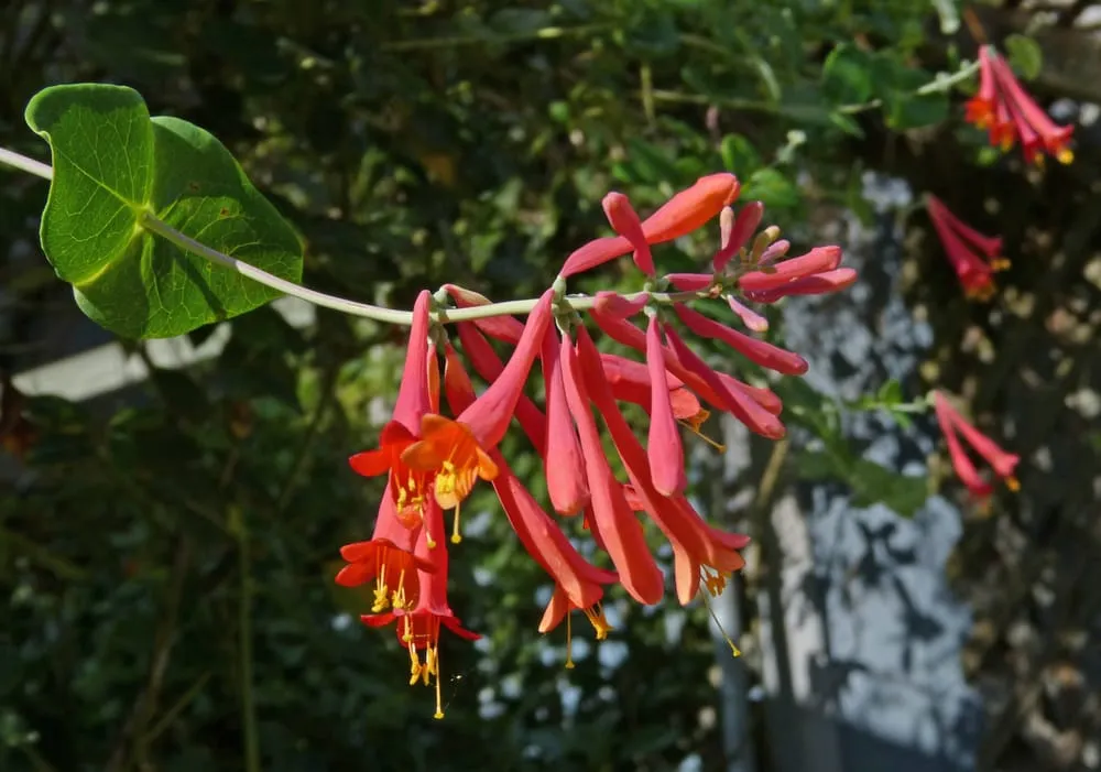Expert yard cleanup service experts serving Sarasota, FL - Florida Native Plants Nursery & Landscaping