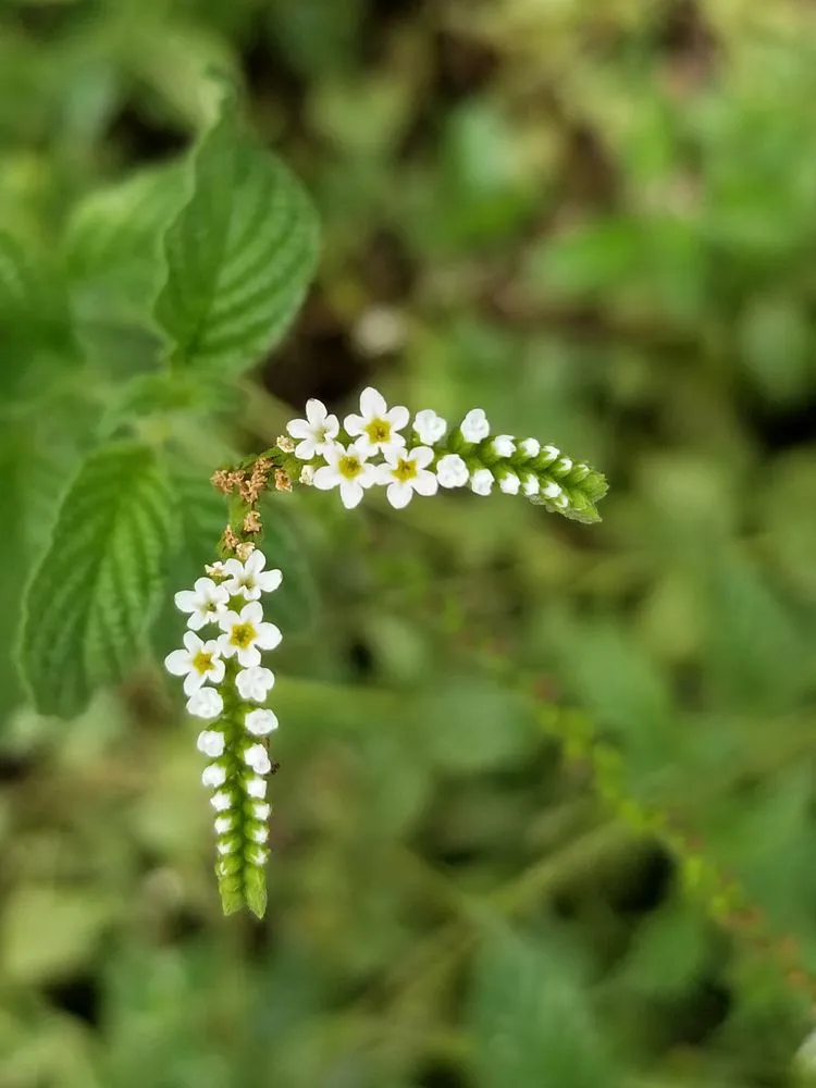 Local yard cleanup service in Sarasota, FL by Florida Native Plants Nursery & Landscaping