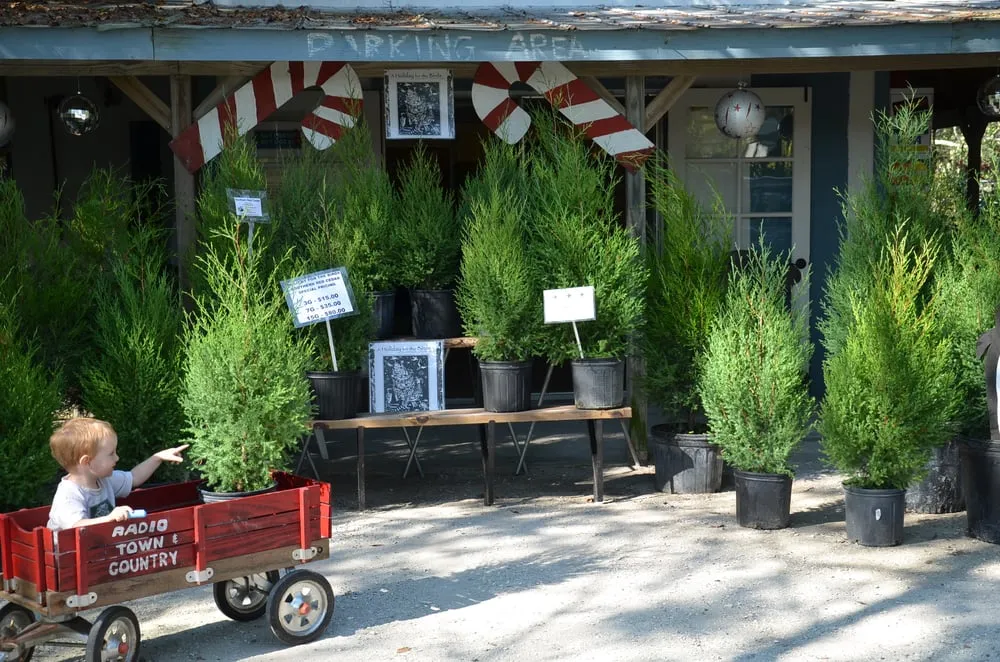 Expert landscaping services for year-round maintenance in Sarasota, FL by Florida Native Plants Nursery & Landscaping