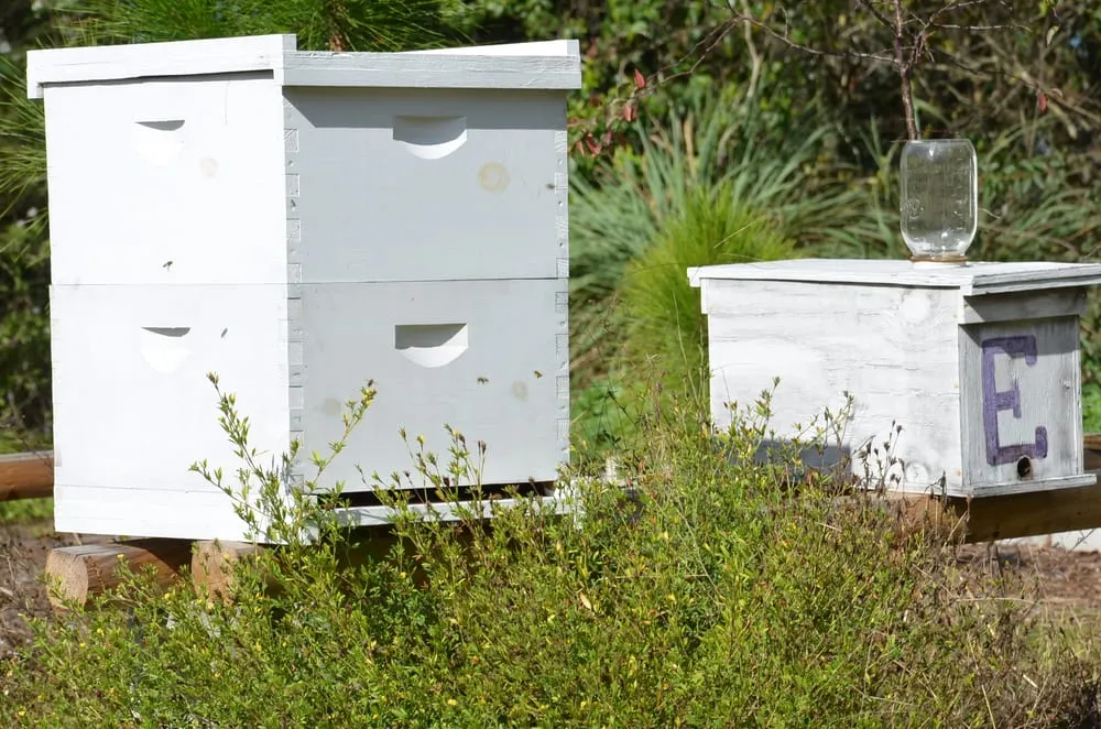 Reliable landscape installation experts serving Sarasota, FL - Florida Native Plants Nursery & Landscaping