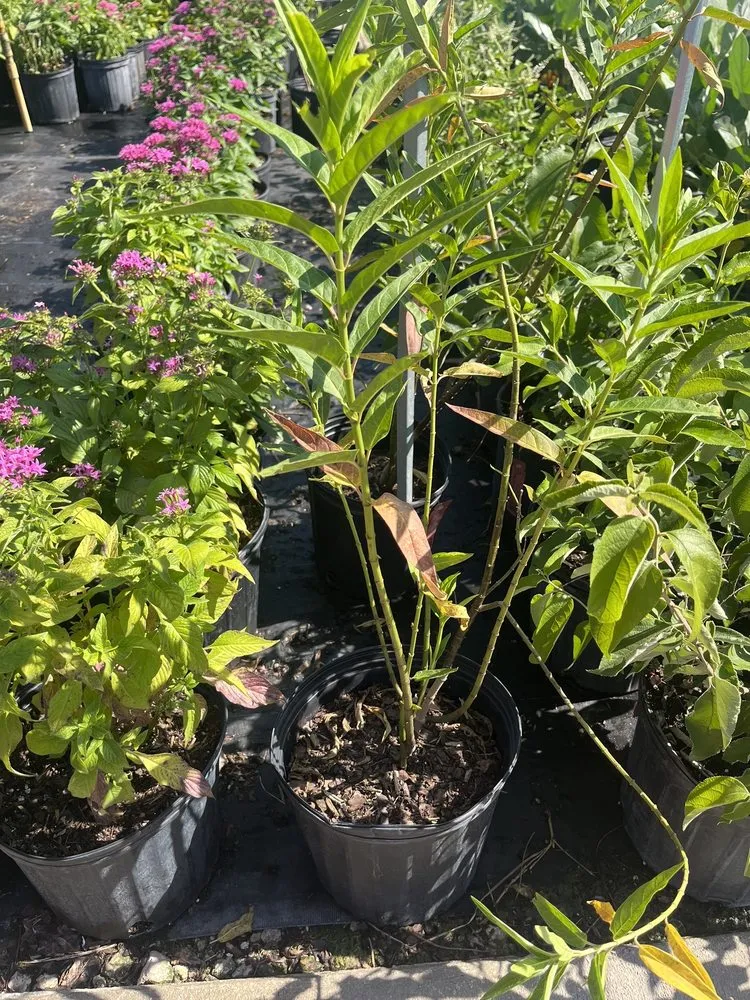 Affordable garden landscaping experts serving Davie, FL - Florida Nursery Mart