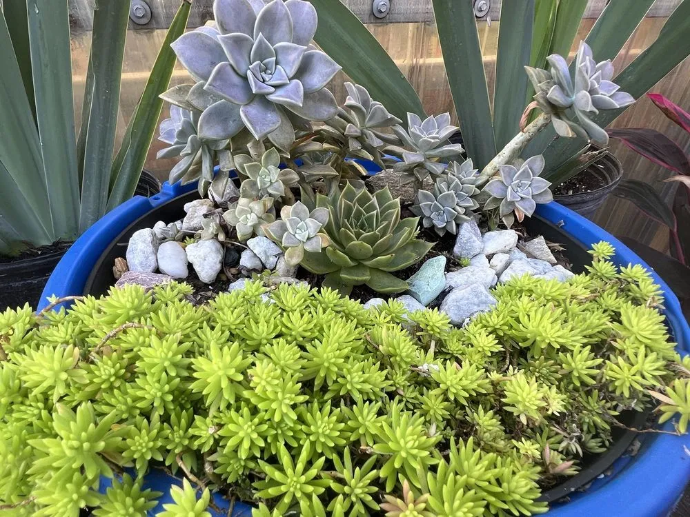 Affordable landscape installation in Davie, FL - Florida Nursery Mart