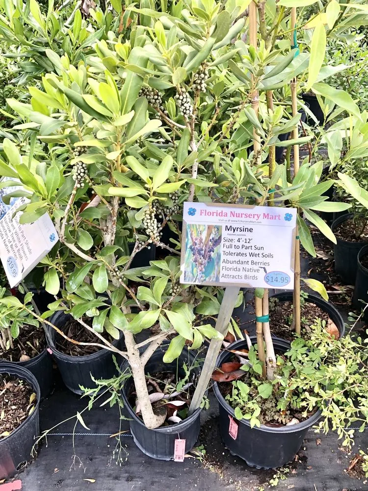 Affordable residential landscaping experts serving Davie, FL - Florida Nursery Mart