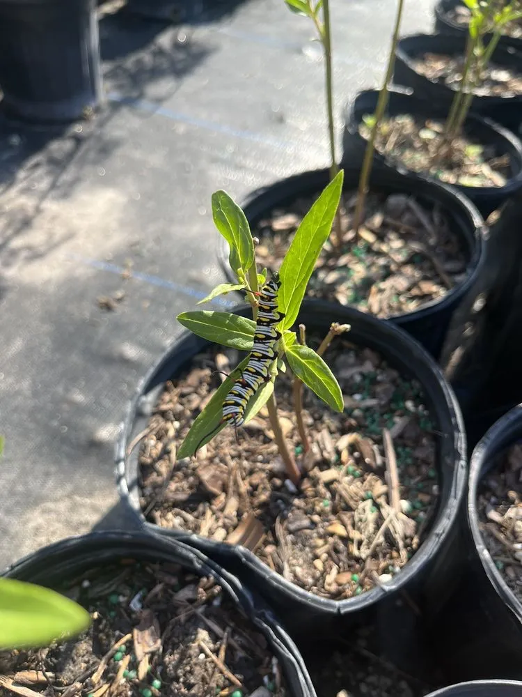 Top-rated residential landscaping in Davie, FL by Florida Nursery Mart