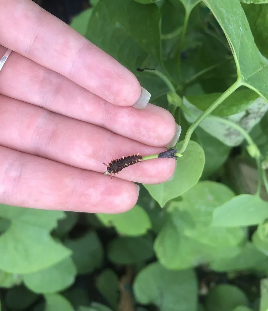 Affordable landscape design in Davie, FL - Florida Nursery Mart