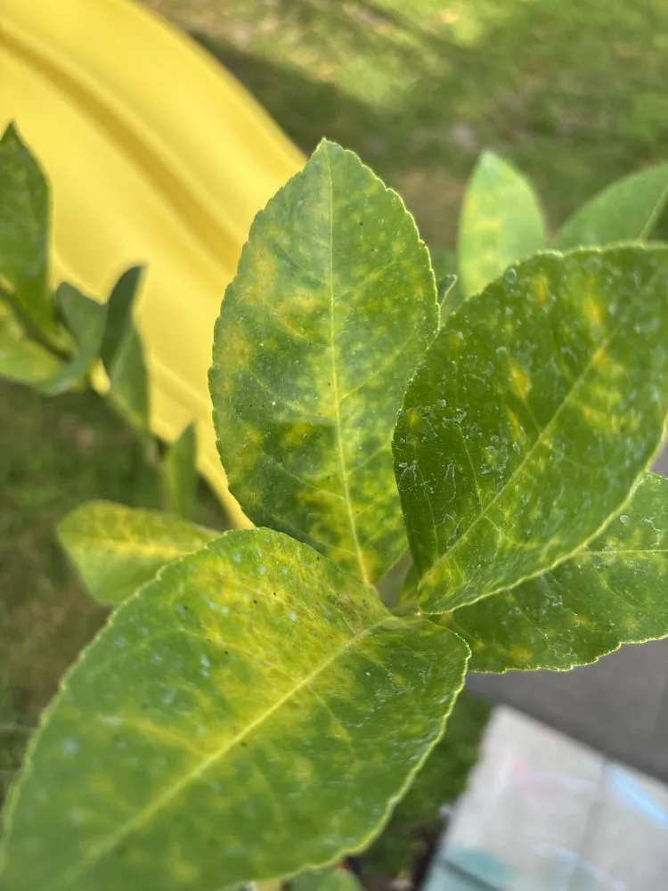 Custom lawn mowing service for outdoor upgrades in Davie, FL by Florida Nursery Mart